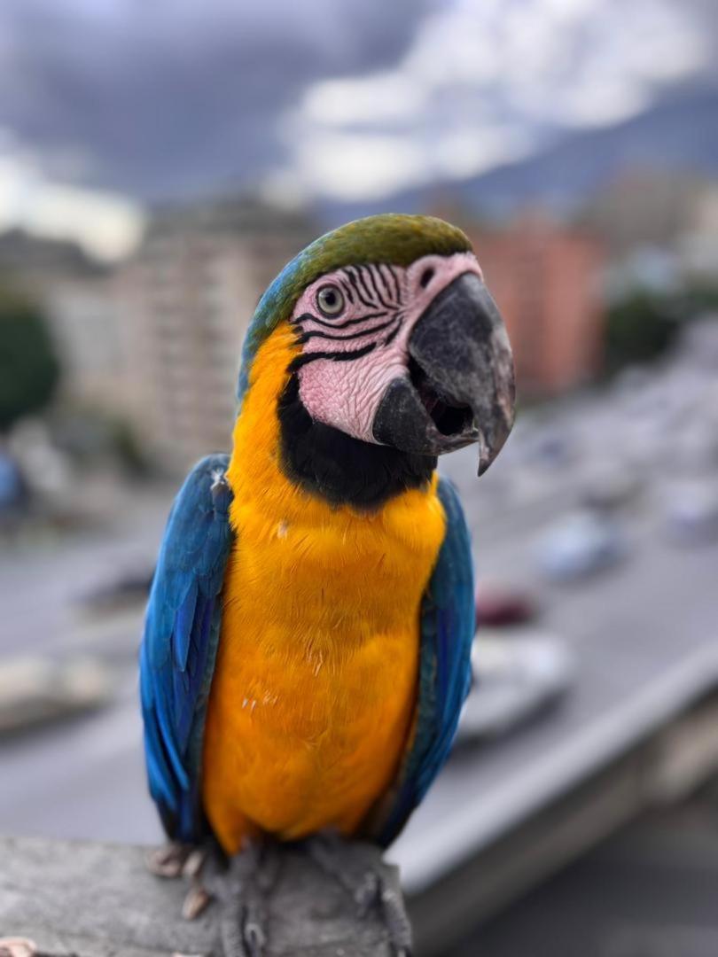 Ololo Caracas B&B Екстериор снимка