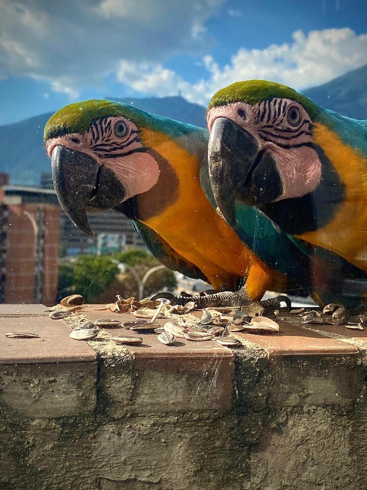 Ololo Caracas B&B Екстериор снимка